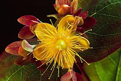 一起来学做菜《一方灵田》踏上美食之路